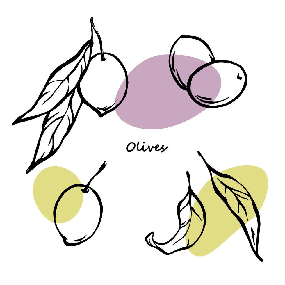 Outline vector illustration of olives with leaves. Hand drawn elements set with green and purple color spots.