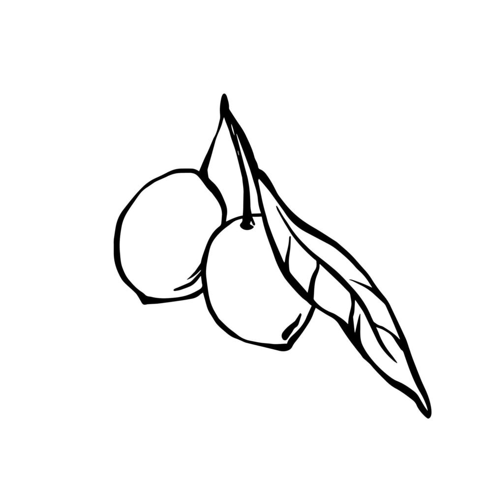 Black and white linear vector drawing of olives with leaves in doodle style. Hand drawn design element for olive oil package.