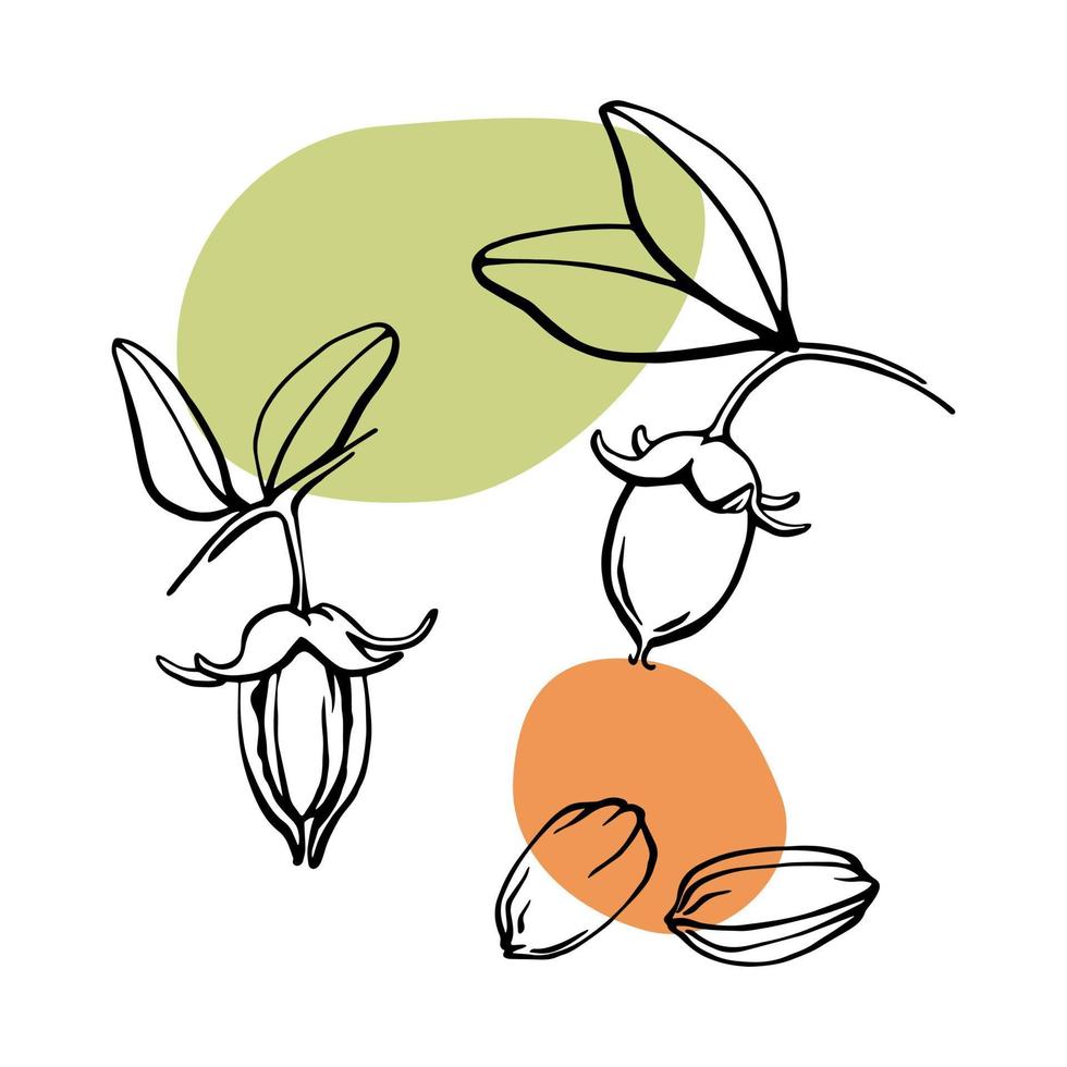 conjunto de elementos de diseño vectorial de nueces y semillas de jojoba. ilustración botánica de contorno blanco y negro con manchas de color verde y ahogado. vector