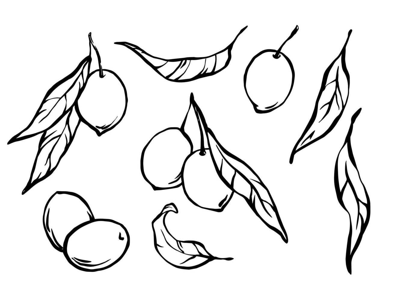 Hand drawn olives black and white vector illustration set. Outline drawing in doodle style. Design elements set for olive oil, natural cosmetics, wrapping.