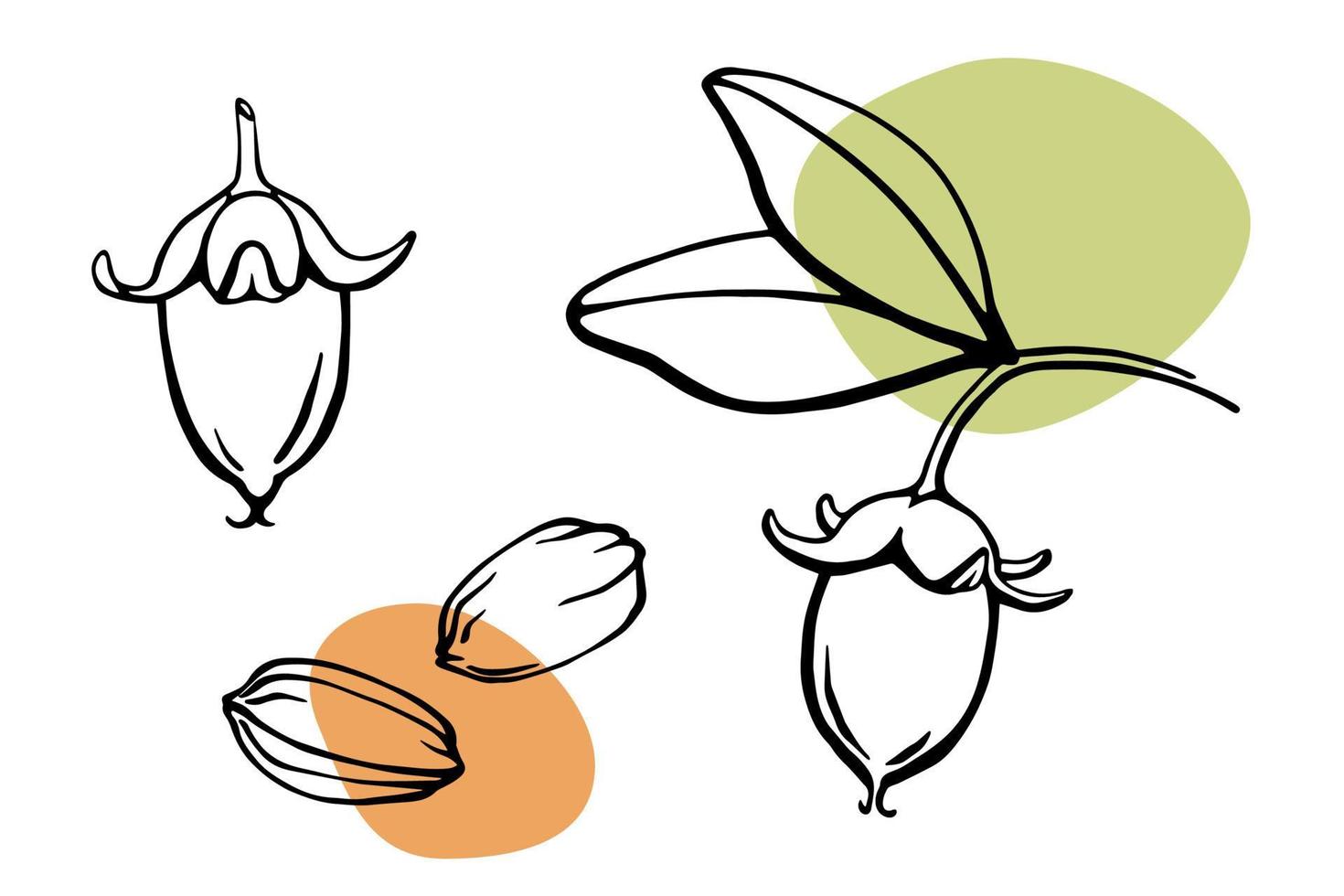 semillas de jojoba y nueces con hojas de ilustración vectorial. dibujo de contorno en blanco y negro con manchas de color verde y ahogado. elementos de diseño hechos a mano para cosméticos orgánicos y aceite de jojoba. vector