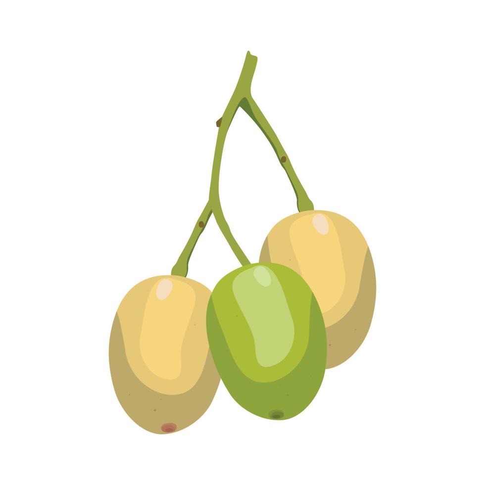 diseño plano vectorial de frutos de neem. vector