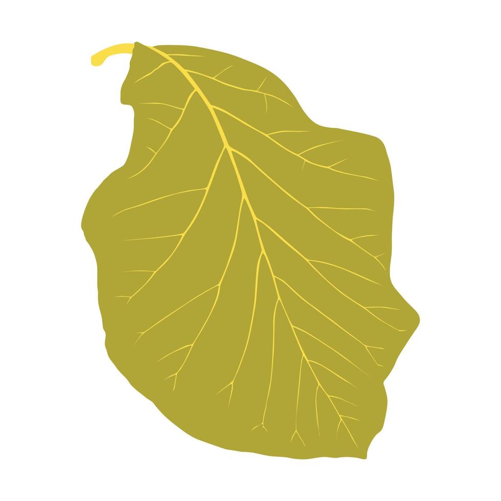 Teak Tree Leaf Flat Design. vector