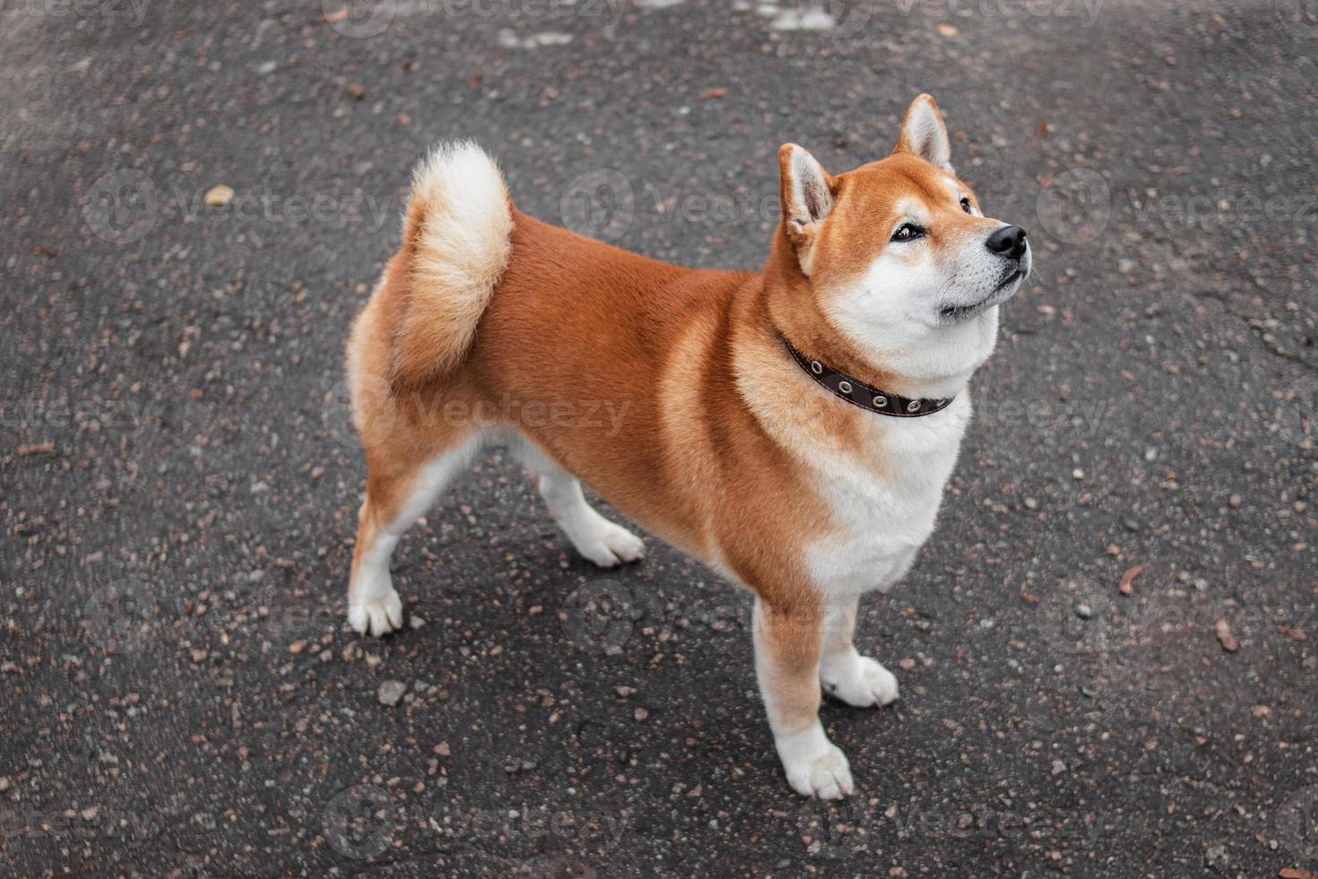 el perro japonés de raza shiba inu camina en el parque de niebla de otoño. perro ucraniano shiba inu kent foto