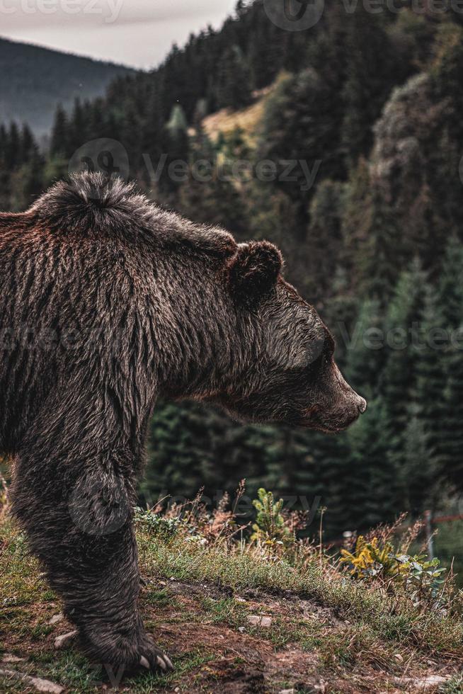 Brown beautiful bear in the forest.  Nature view photo