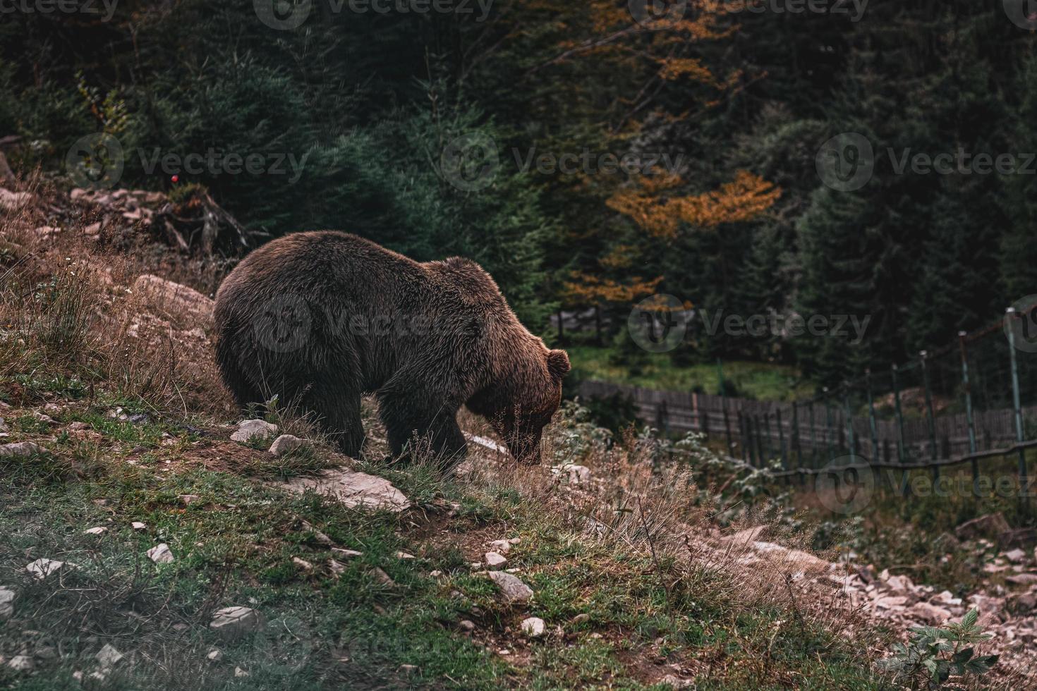 Brown beautiful bear in the forest.  Nature view photo