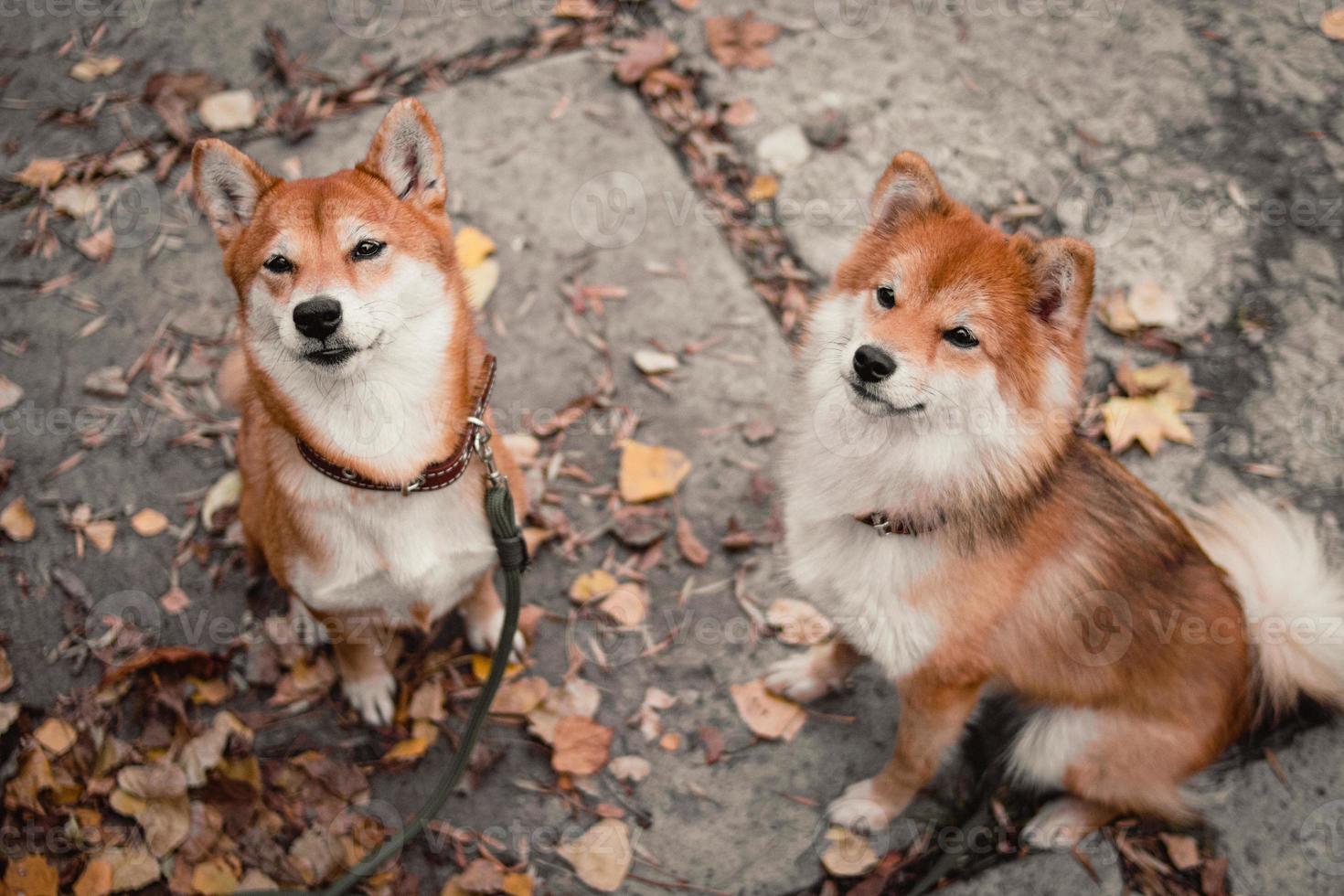 Japanese Shiba Inu dogs. Mother and daughter shiba inu. Red dogs photo