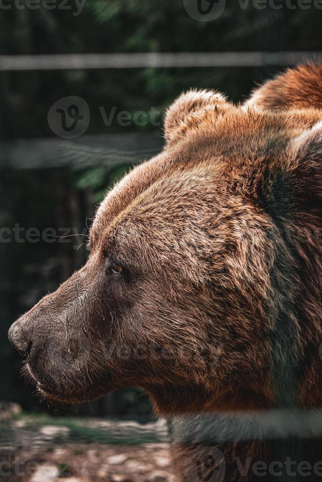 Brown beautiful bear in the forest.  Bear muzzle close up photo
