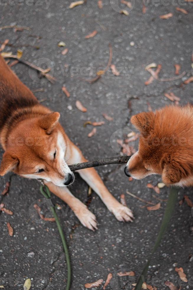 Perros shiba inu japoneses. mamá e hija shiba inu juegan divertidos con un palo. los perros tiran del palo en diferentes direcciones foto