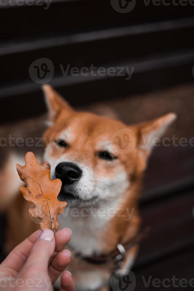 Japanese Shiba Inu dog sniffs an autumn oak leaf. Golden autumn in November photo