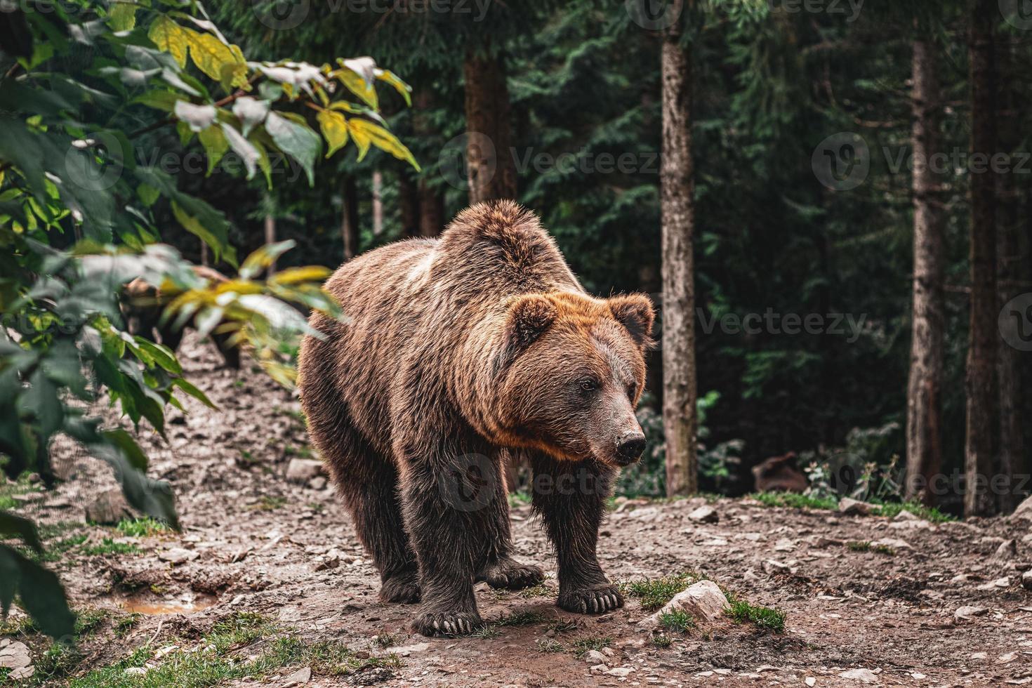 hermoso oso pardo en el bosque. vista de la naturaleza foto