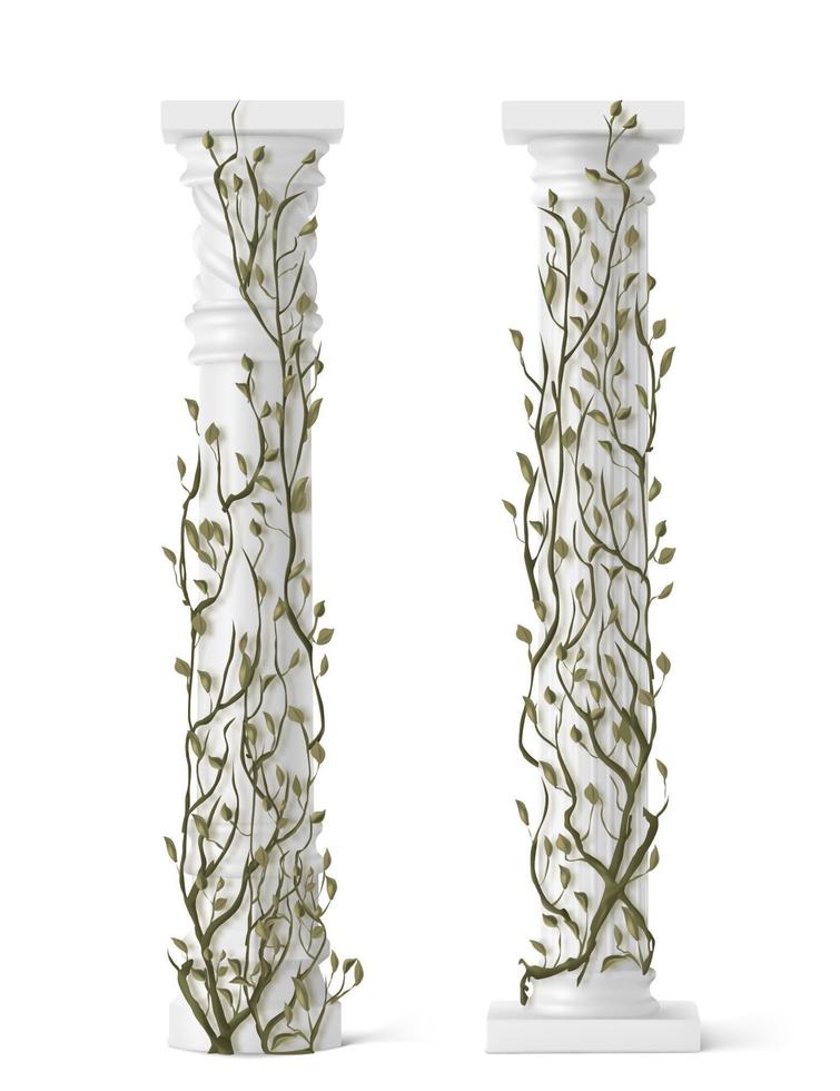Ivy on marble column, vines with green leaves vector