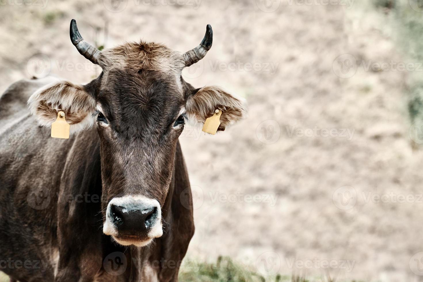 toro pastando en un campo, retrato. foto