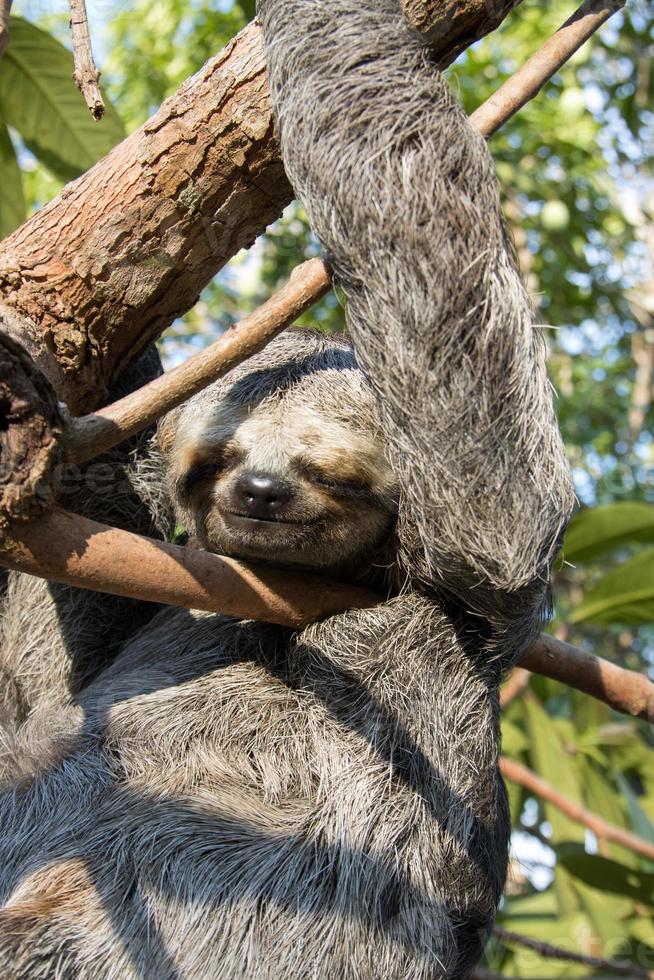 pereza colgando de un árbol en la selva amazónica en amazonia, brasil foto