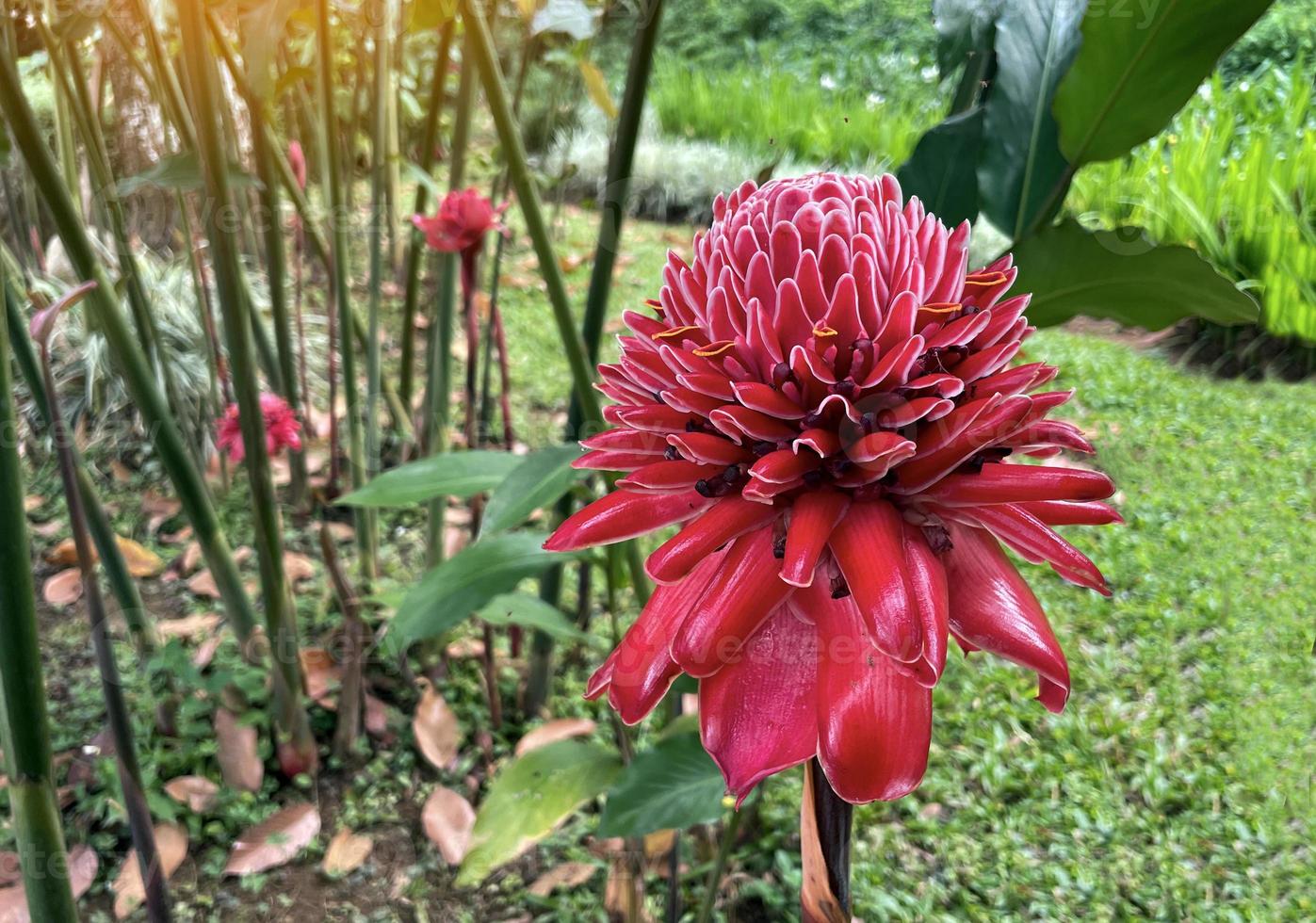 The red Etlingera elatior flower blooms beautifully in the garden. Etlingera elatior is a plant in the same family as ginger and galangal. Soft and selective focus. photo