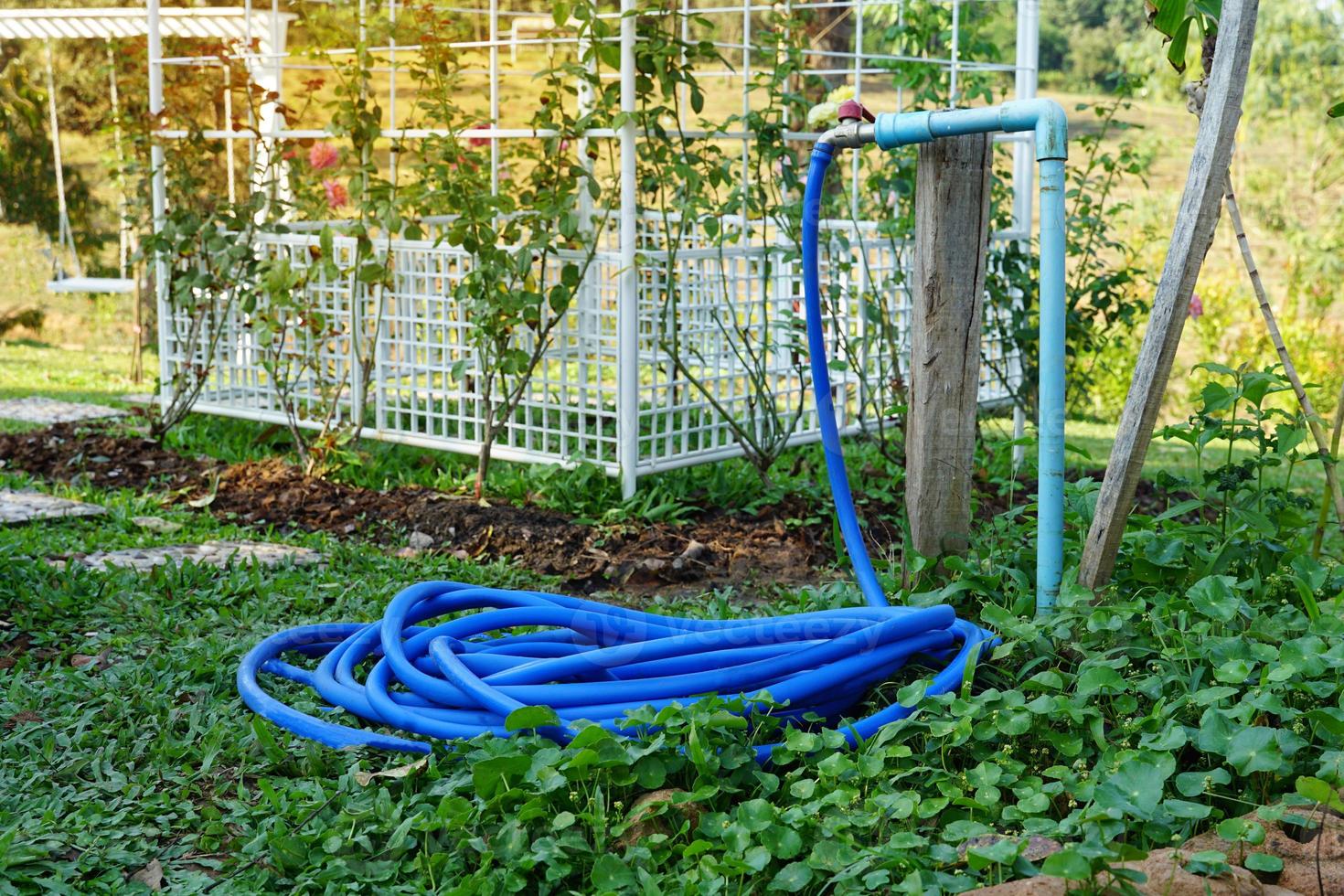The faucet is connected to the PVC pipe. and blue rubber strap For watering flowers in the garden. soft and selective focus. photo