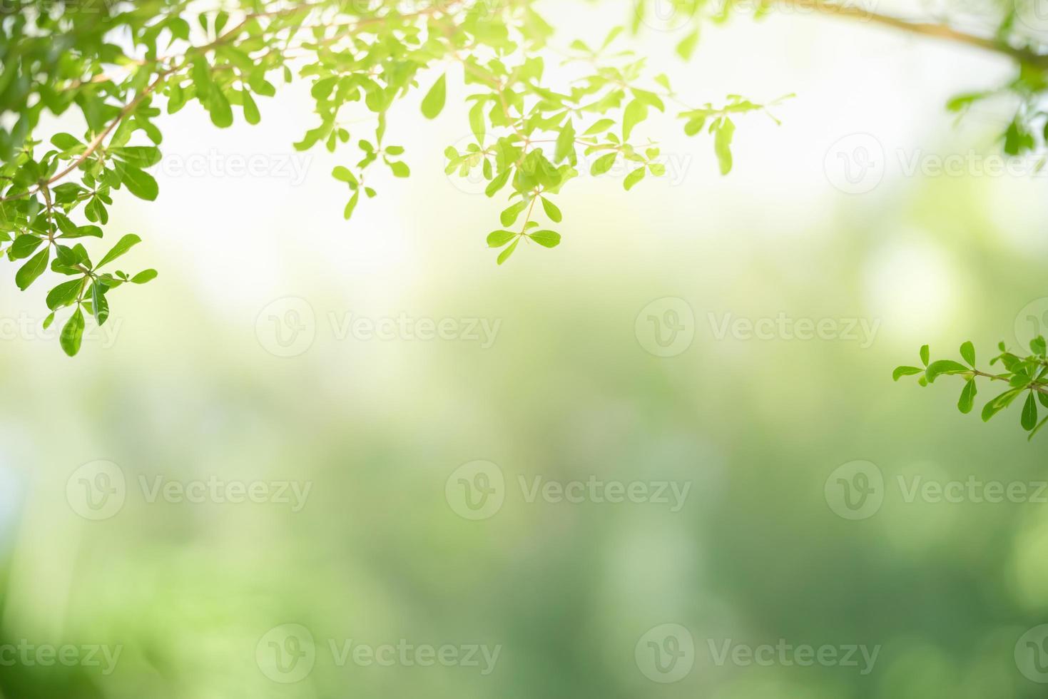 Closeup of beautiful nature view green leaf on blurred greenery background in garden with copy space using as background cover page concept. photo