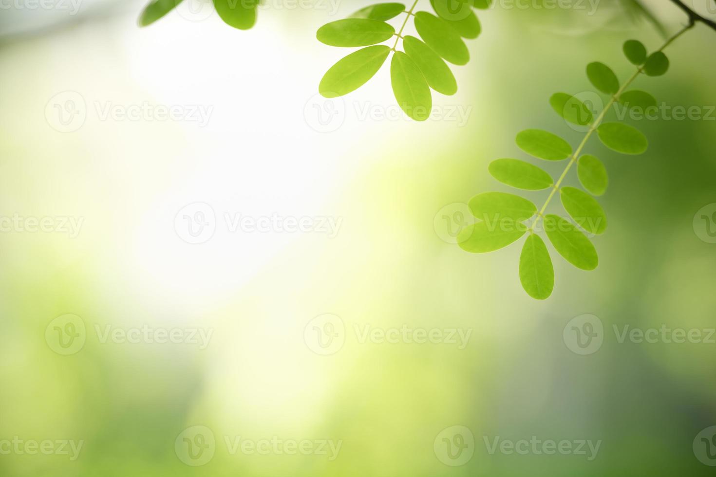 Closeup of beautiful nature view green leaf on blurred greenery background in garden with copy space using as background cover page concept. photo