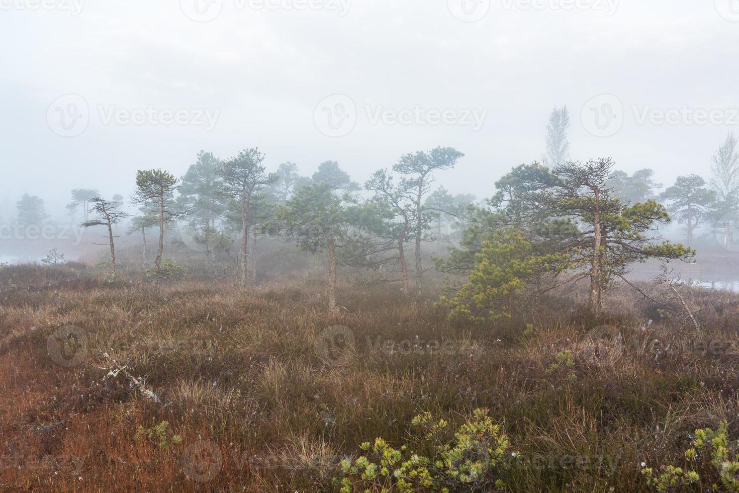 Spring in the swamp lakes photo