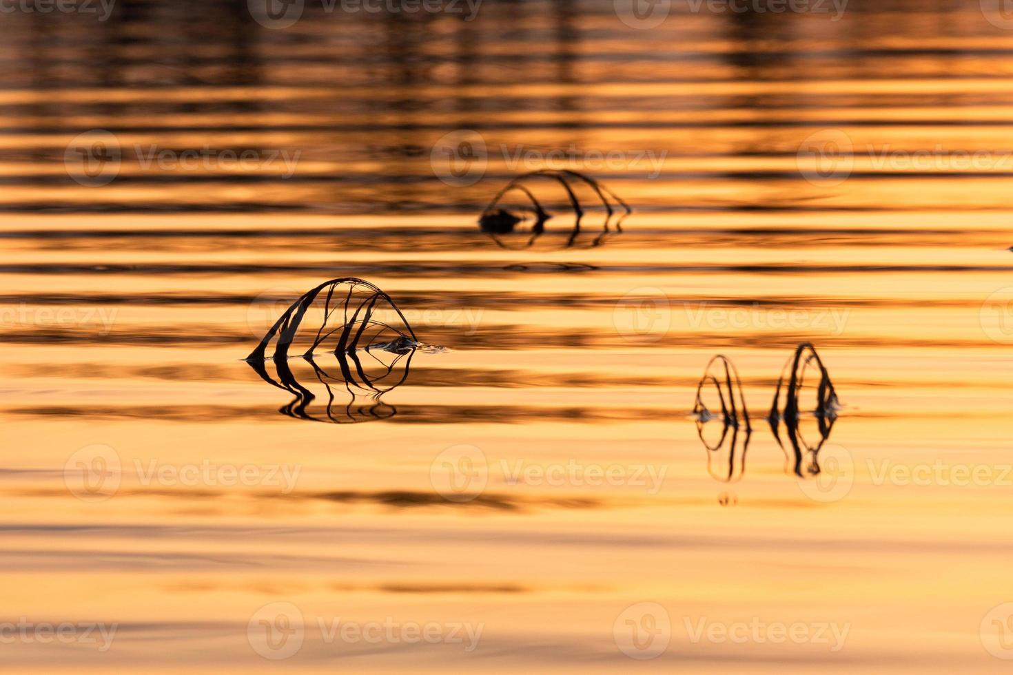 Flooded Meadows in Spring photo