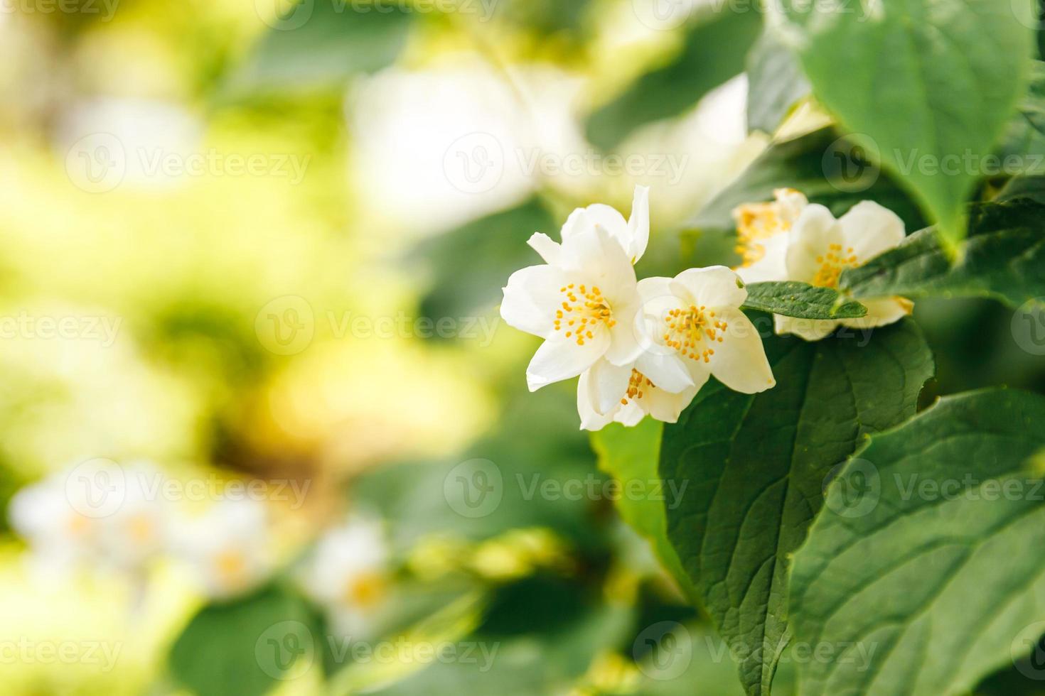 Beautiful white jasmine blossom flowers in spring time. Background with flowering jasmin bush. Inspirational natural floral spring blooming garden or park. Flower art design. Aromatherapy concept. photo