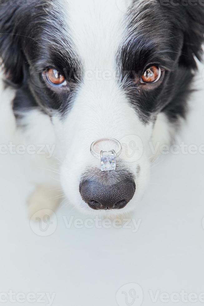 Will you marry me. Funny portrait of cute puppy dog border collie holding wedding ring on nose isolated on white background. Engagement, marriage, proposal concept photo