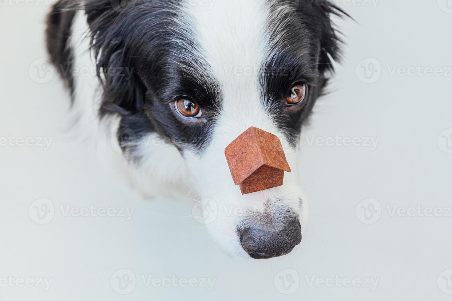 divertido retrato de lindo cachorro border collie sosteniendo casa modelo de juguete en miniatura en la nariz, aislado sobre fondo blanco. bienes raíces hipoteca propiedad dulce hogar perro refugio concepto foto