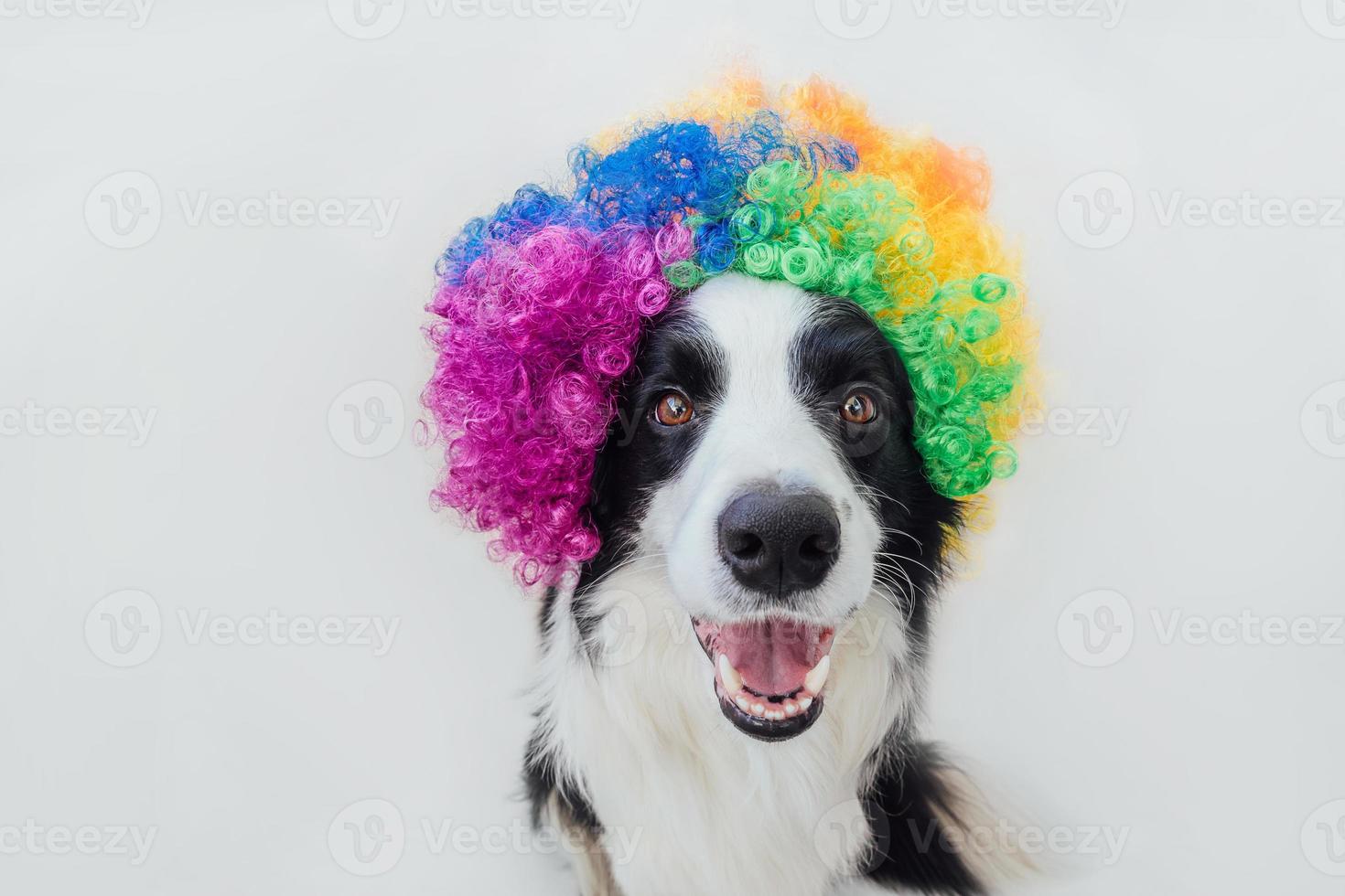 Cute puppy dog with funny face border collie wearing colorful curly clown wig isolated on white background. Funny dog portrait in clown costume in carnival or halloween party. Pet dog in circus. photo