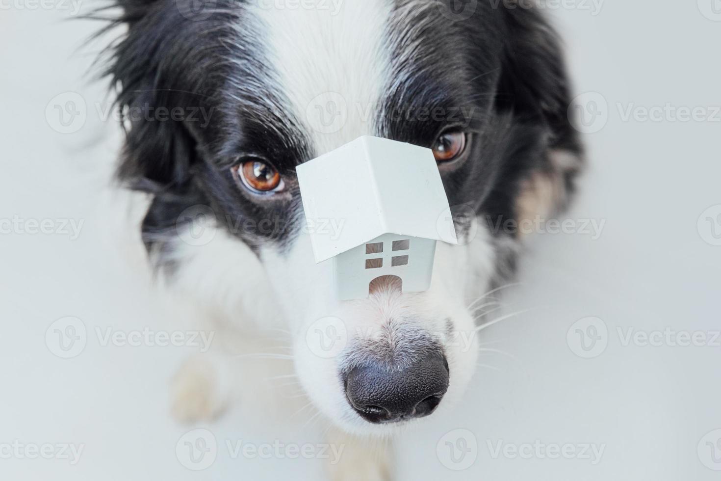 divertido retrato de lindo cachorro border collie sosteniendo casa modelo de juguete en miniatura en la nariz, aislado sobre fondo blanco. bienes raíces hipoteca propiedad dulce hogar perro refugio concepto foto
