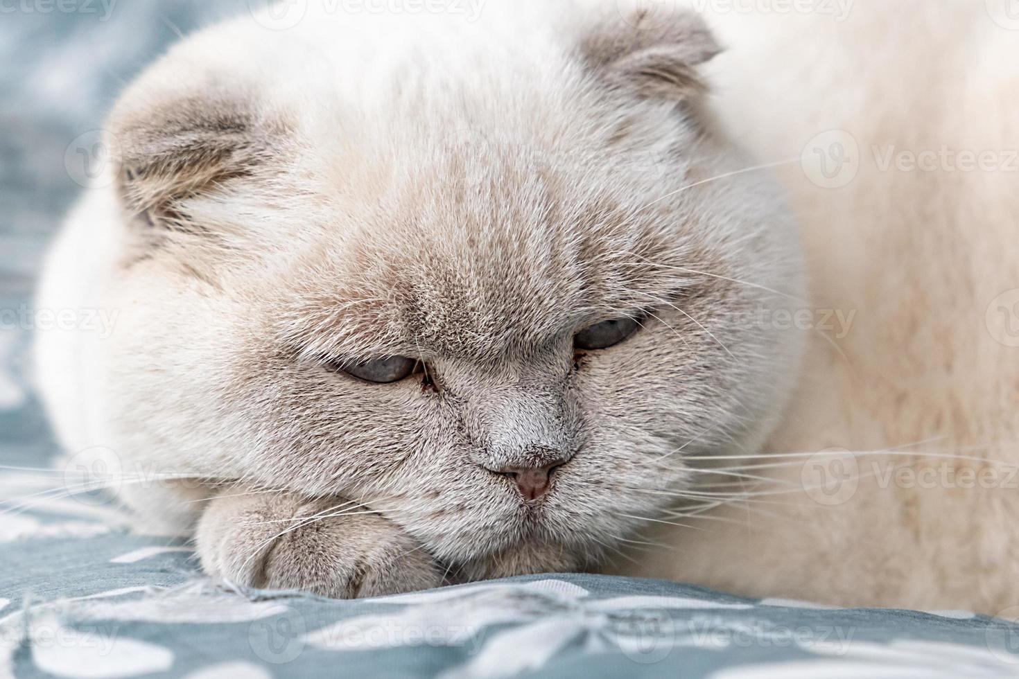 Funny short haired domestic white British cat sleeping indoor at home. Kitten resting and relax on blue sofa. Pet care and animals concept. photo