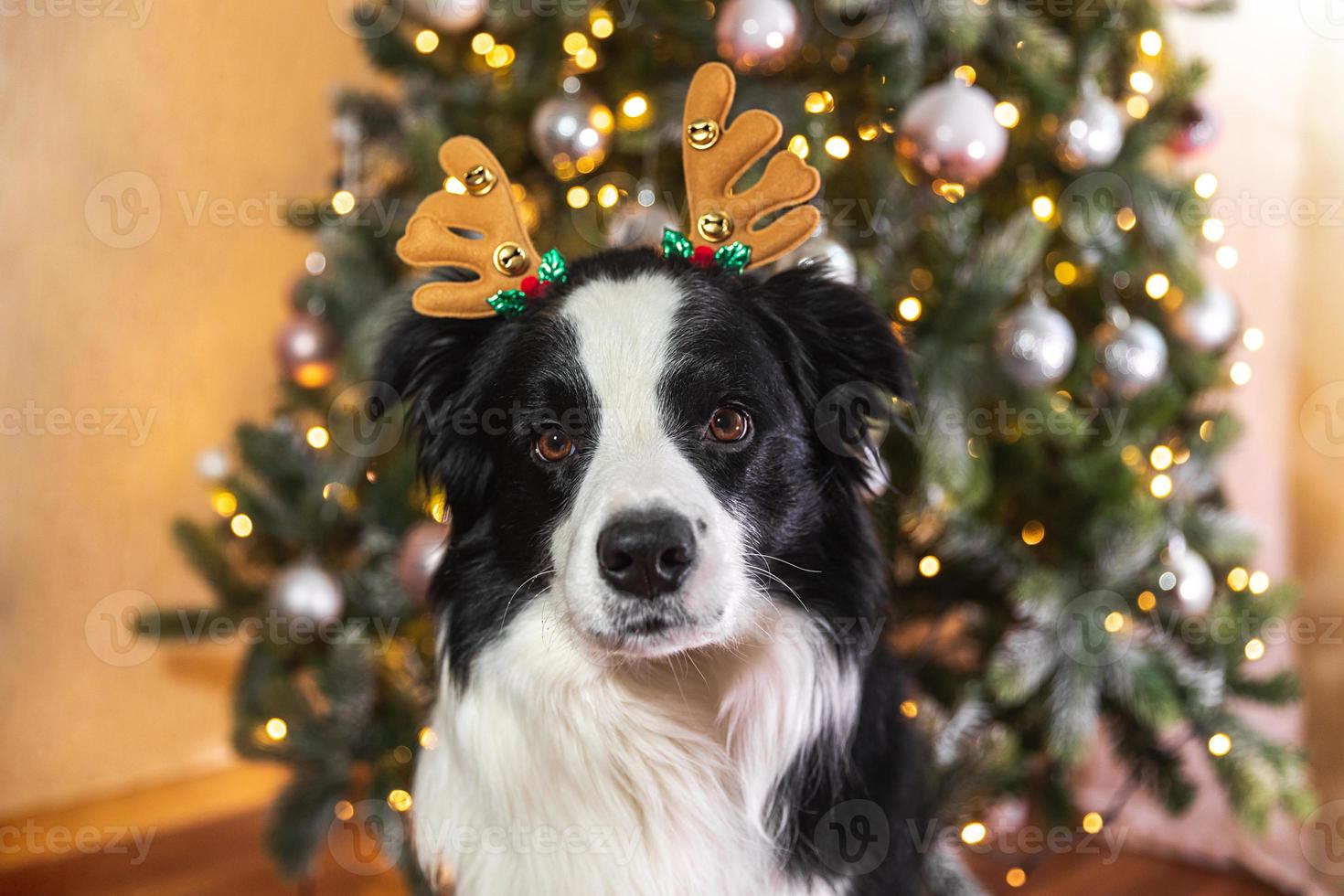 Funny cute puppy dog border collie wearing Christmas costume deer horns hat near christmas tree at home indoors background. Preparation for holiday. Happy Merry Christmas concept. photo