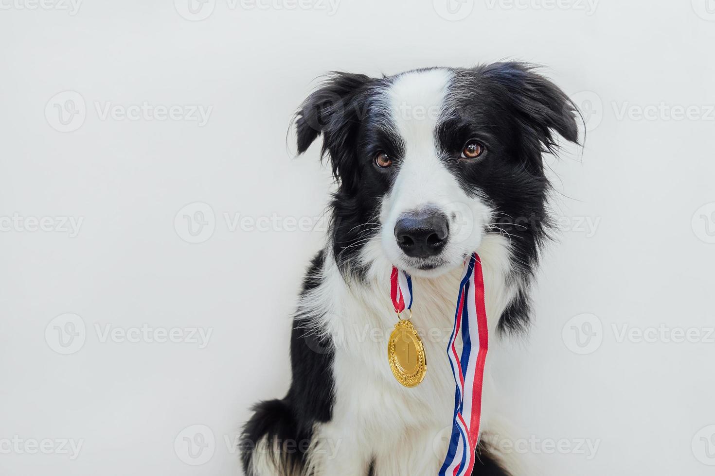 cachorro de perro border collie sosteniendo ganador o campeón medalla de trofeo de oro en la boca aislado sobre fondo blanco. ganador campeón gracioso perro. victoria primer lugar de la competencia. concepto ganador o de éxito. foto