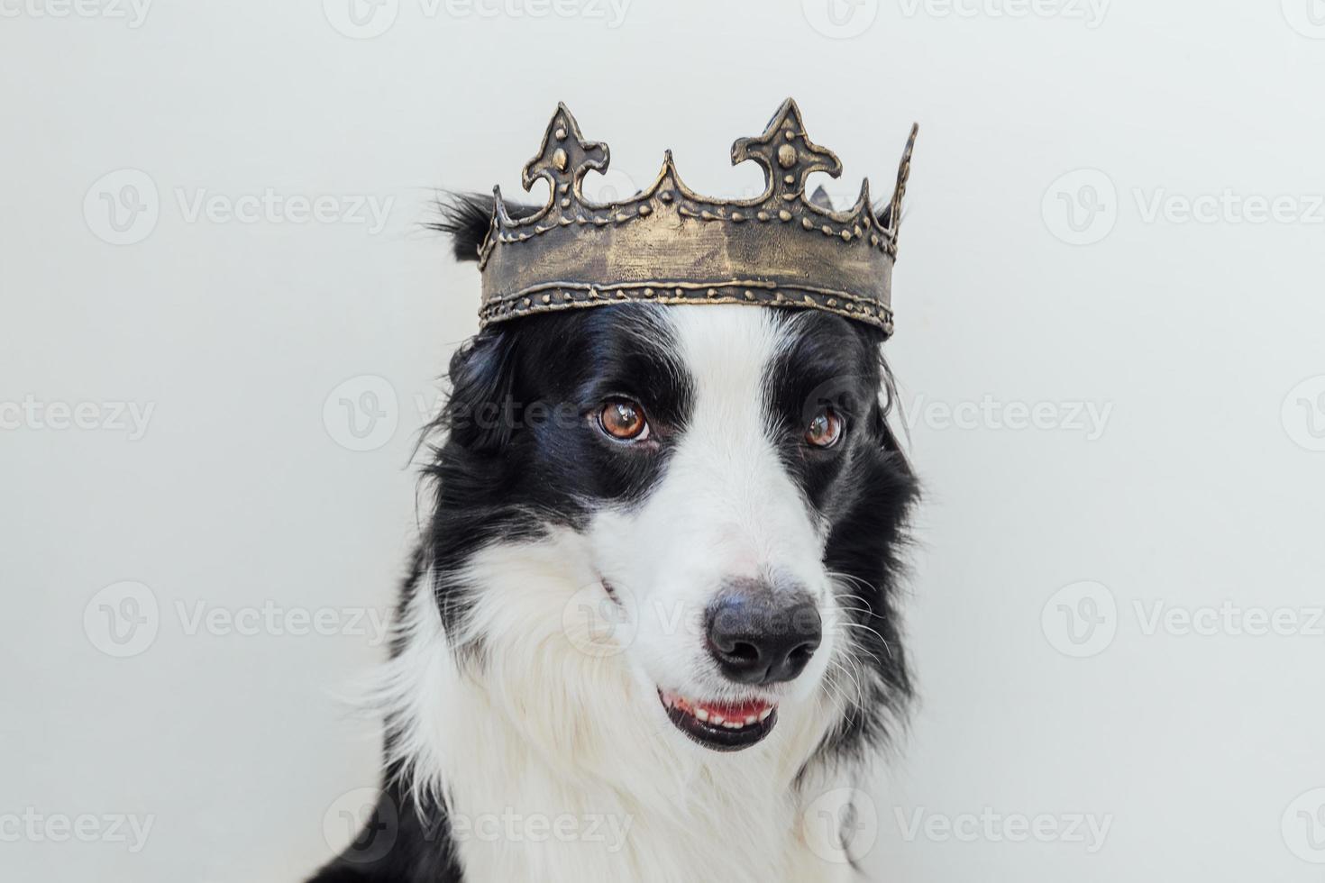 Cute puppy dog with funny face border collie wearing king crown isolated on white background. Funny dog portrait in royal costume in carnival or halloween. Dog lord wizard or prince, dog power theme. photo