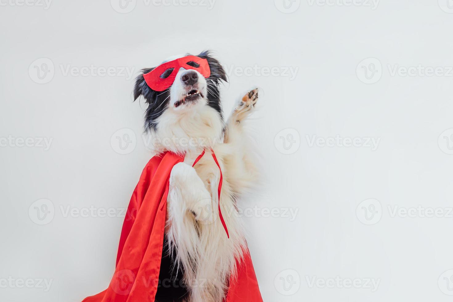 divertido retrato de lindo perro border collie en traje de superhéroe aislado sobre fondo blanco. cachorro con máscara de superhéroe rojo en carnaval o halloween. concepto de fuerza de ayuda de justicia. foto