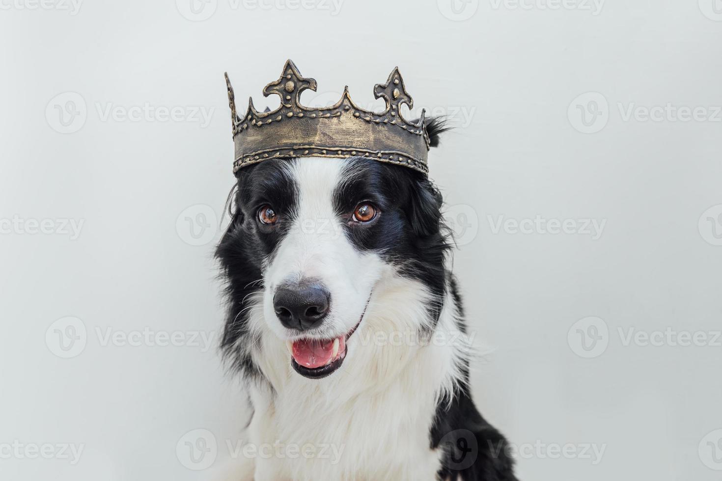 Cute puppy dog with funny face border collie wearing king crown isolated on white background. Funny dog portrait in royal costume in carnival or halloween. Dog lord wizard or prince, dog power theme. photo