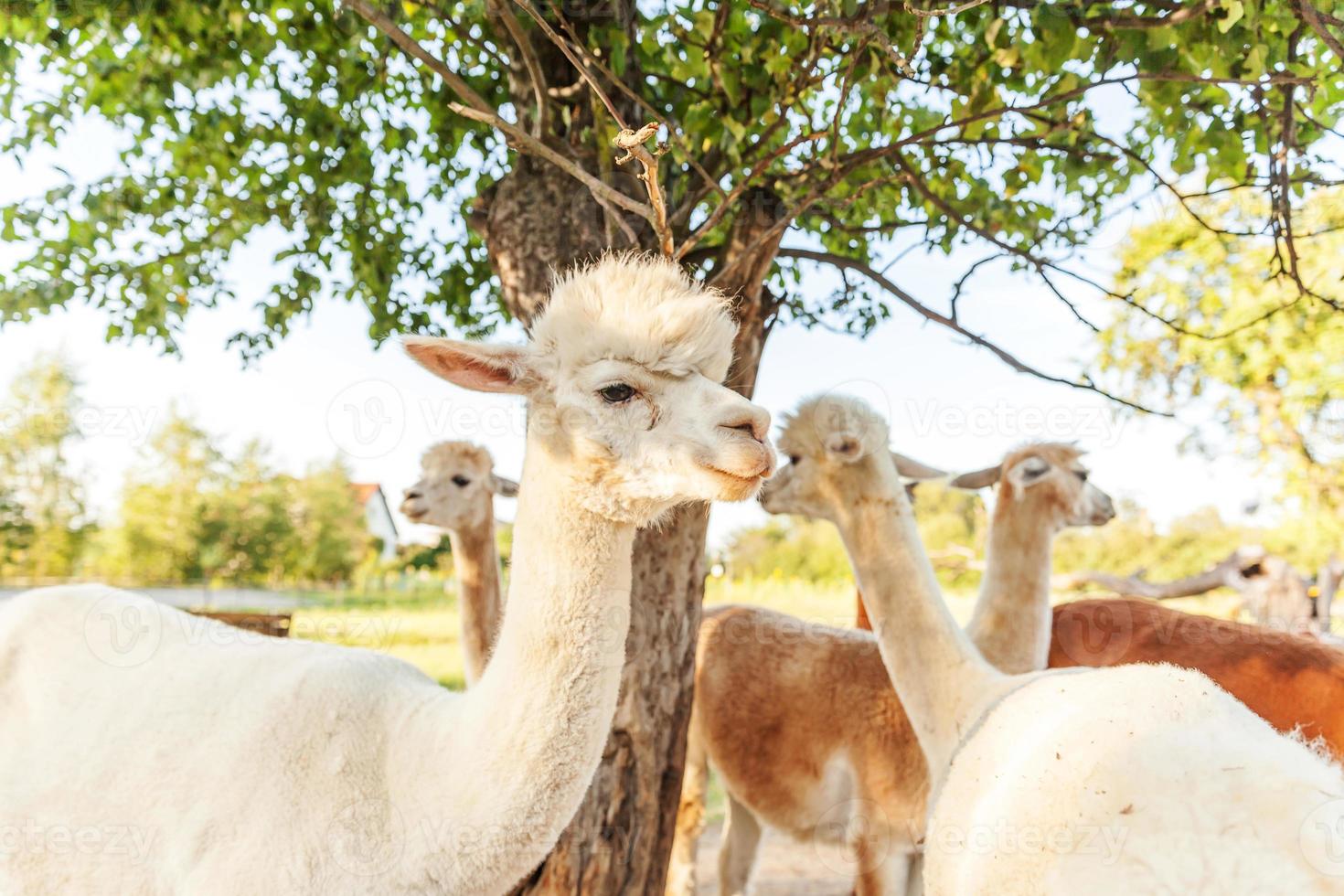 linda alpaca con cara graciosa relajándose en el rancho en verano. alpacas domésticas pastando en pastos en el fondo natural del campo de la granja ecológica. concepto de cuidado animal y agricultura ecológica foto