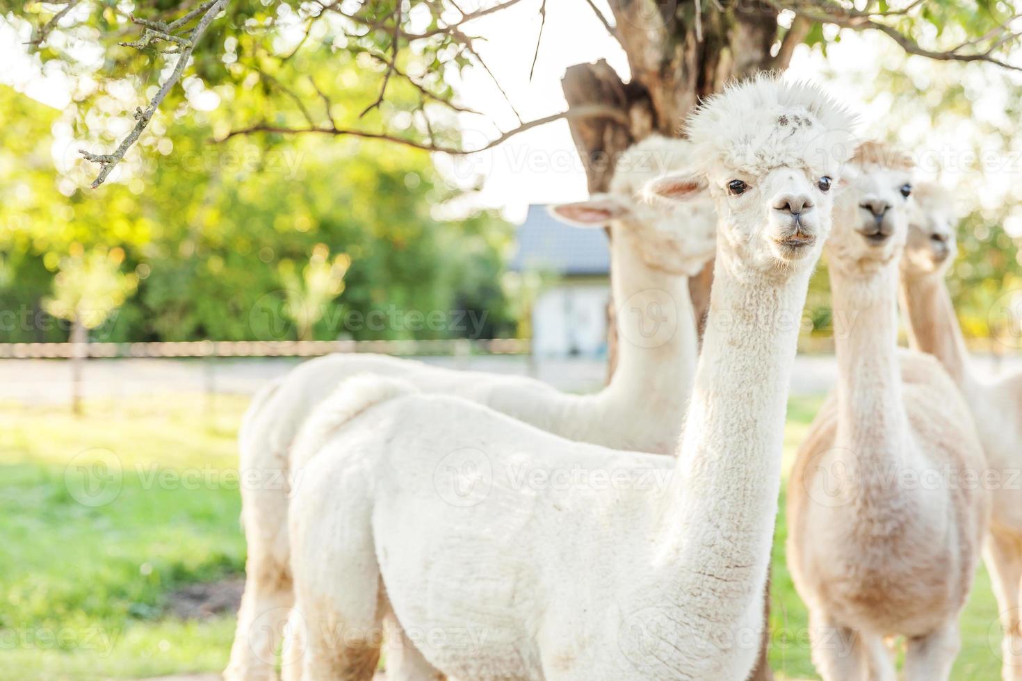 Cute alpaca with funny face relaxing on ranch in summer day. Domestic alpacas grazing on pasture in natural eco farm countryside background. Animal care and ecological farming concept photo