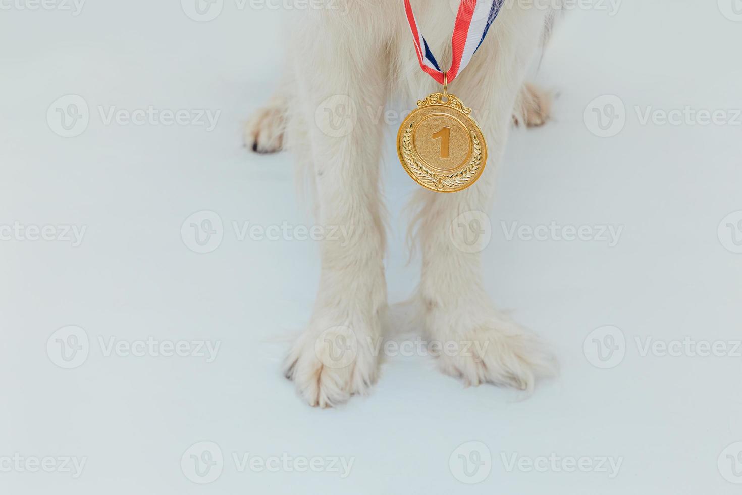 Puppy dog pwas border collie with winner or champion gold trophy medal isolated on white background. Winner champion dog. Victory first place of competition. Winning or success concept. photo