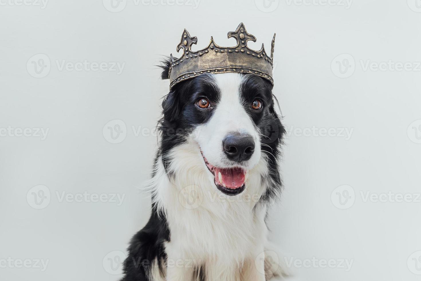 Cute puppy dog with funny face border collie wearing king crown isolated on white background. Funny dog portrait in royal costume in carnival or halloween. Dog lord wizard or prince, dog power theme. photo