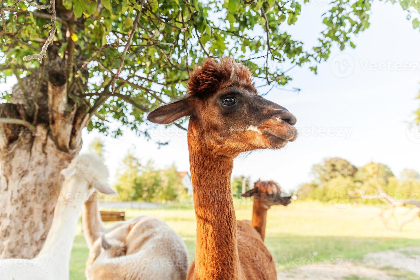 Cute alpaca with funny face relaxing on ranch in summer day. Domestic alpacas grazing on pasture in natural eco farm countryside background. Animal care and ecological farming concept photo