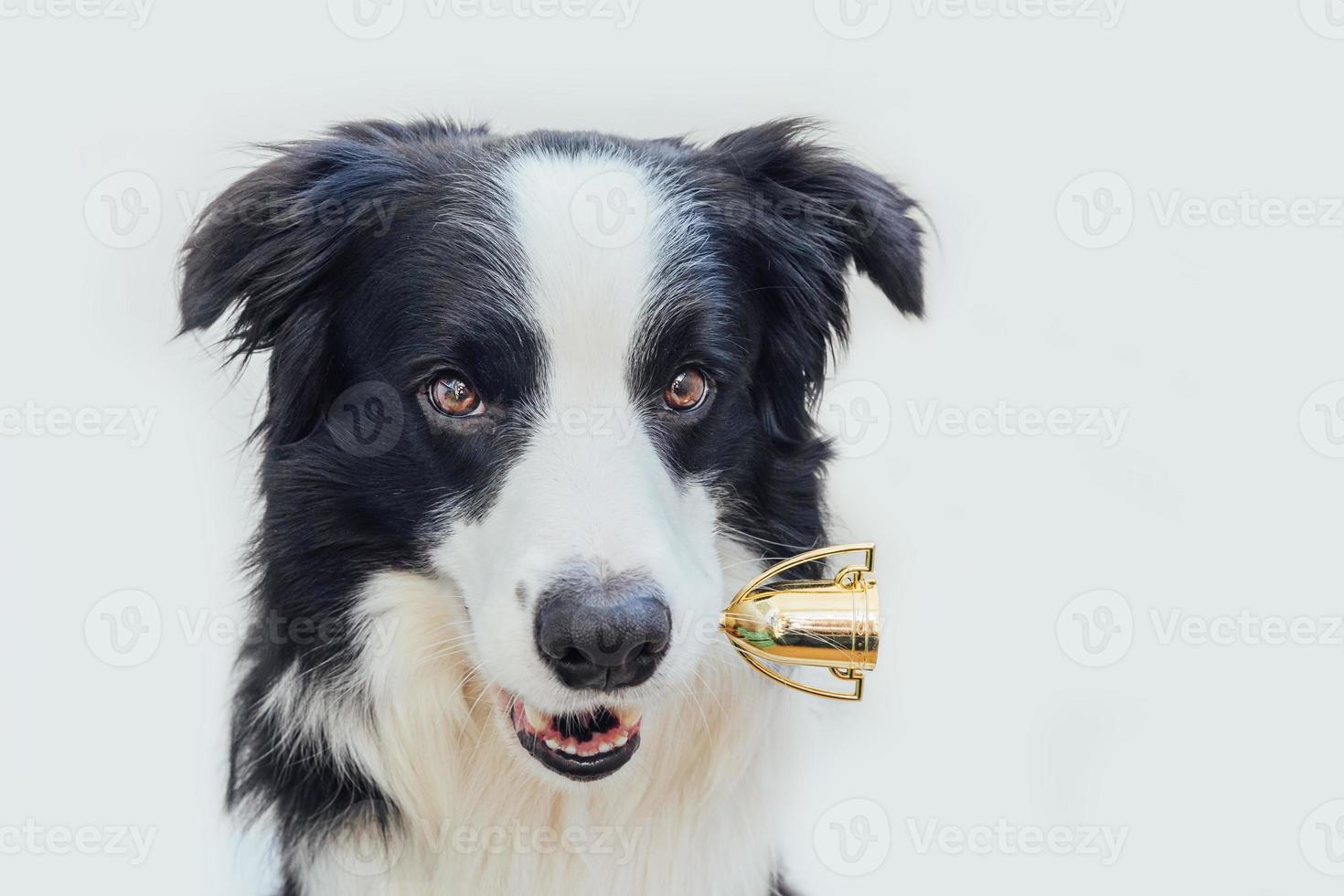 Cute puppy dog border collie holding miniature champion trophy cup in mouth isolated on white background. Winner champion funny dog. Victory first place of competition. Winning or success concept. photo