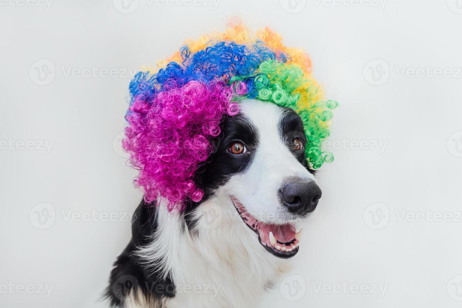 Cute puppy dog with funny face border collie wearing colorful curly clown wig isolated on white background. Funny dog portrait in clown costume in carnival or halloween party. Pet dog in circus. photo