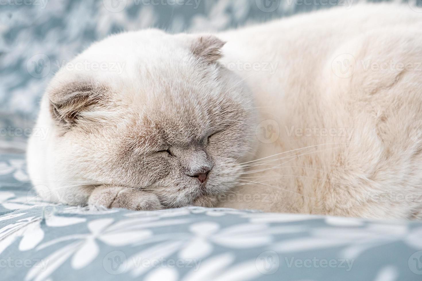 Funny short haired domestic white British cat sleeping indoor at home. Kitten resting and relax on blue sofa. Pet care and animals concept. photo