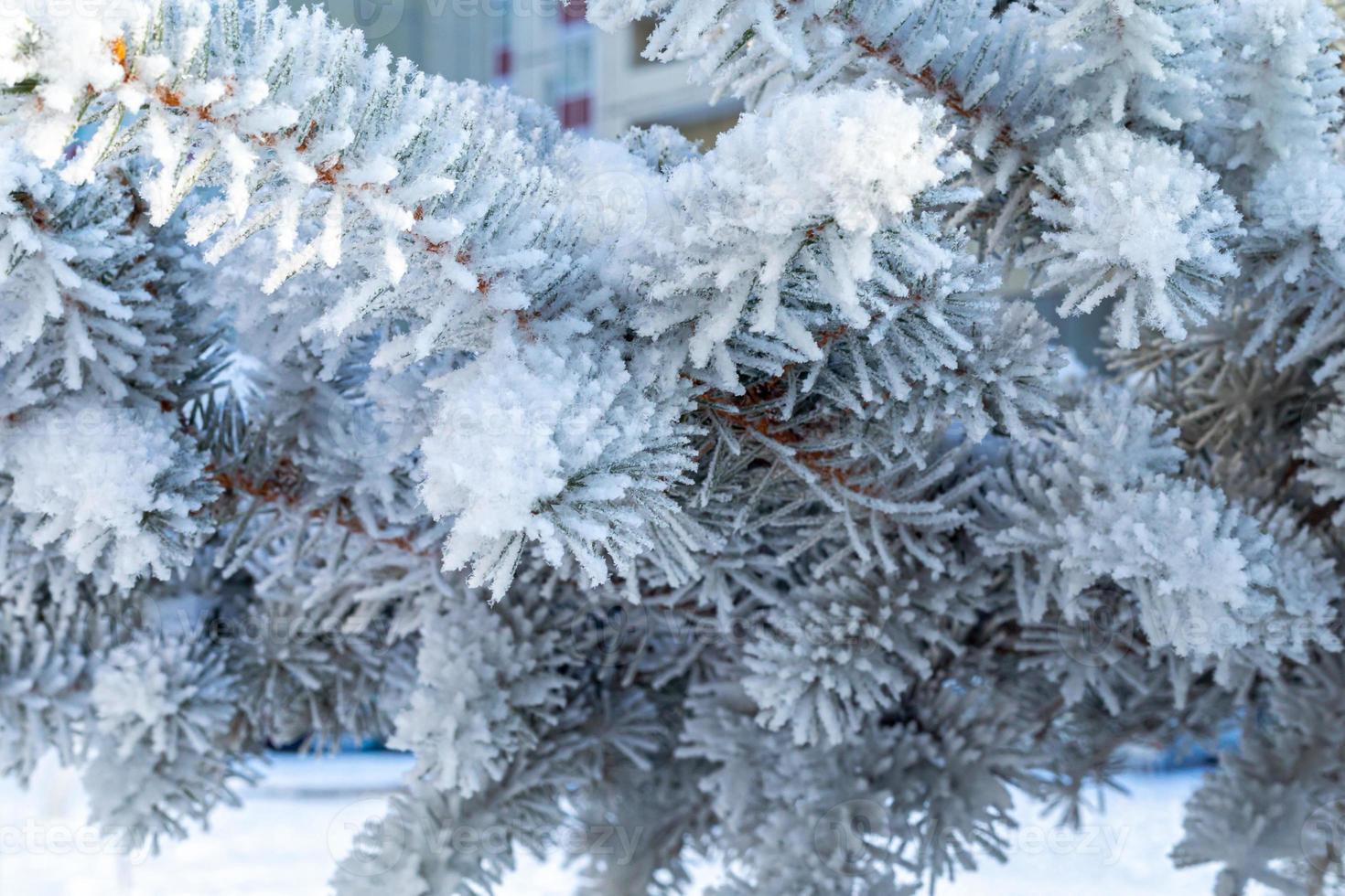 abeto helado con escarcha de hielo brillante en el parque forestal nevado. árbol de navidad cubierto de escarcha y nieve. tranquila naturaleza pacífica de invierno. extremo norte baja temperatura, clima fresco de invierno al aire libre. foto