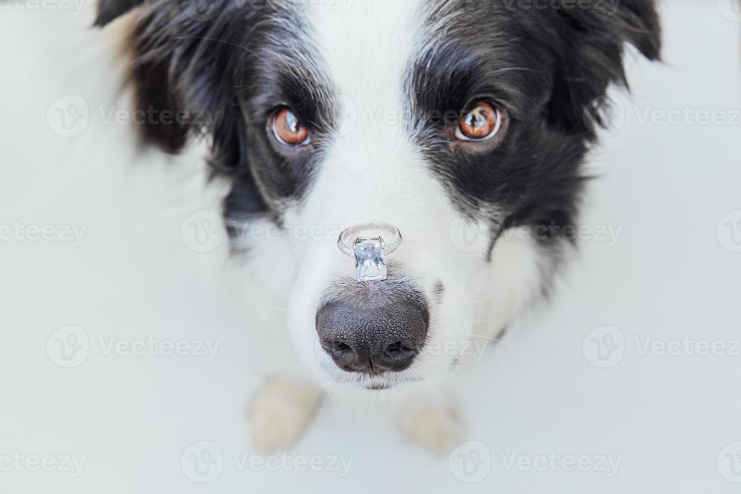 Te casarías conmigo. divertido retrato de lindo cachorro border collie sosteniendo anillo de bodas en la nariz aislado sobre fondo blanco. compromiso, matrimonio, concepto de propuesta foto