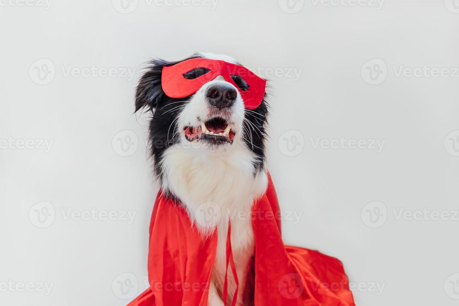 Funny portrait of cute dog border collie in superhero costume isolated on white background. Puppy wearing red super hero mask in carnival or halloween. Justice help strenght concept. photo