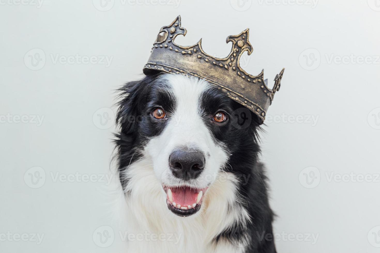 Cute puppy dog with funny face border collie wearing king crown isolated on white background. Funny dog portrait in royal costume in carnival or halloween. Dog lord wizard or prince, dog power theme. photo