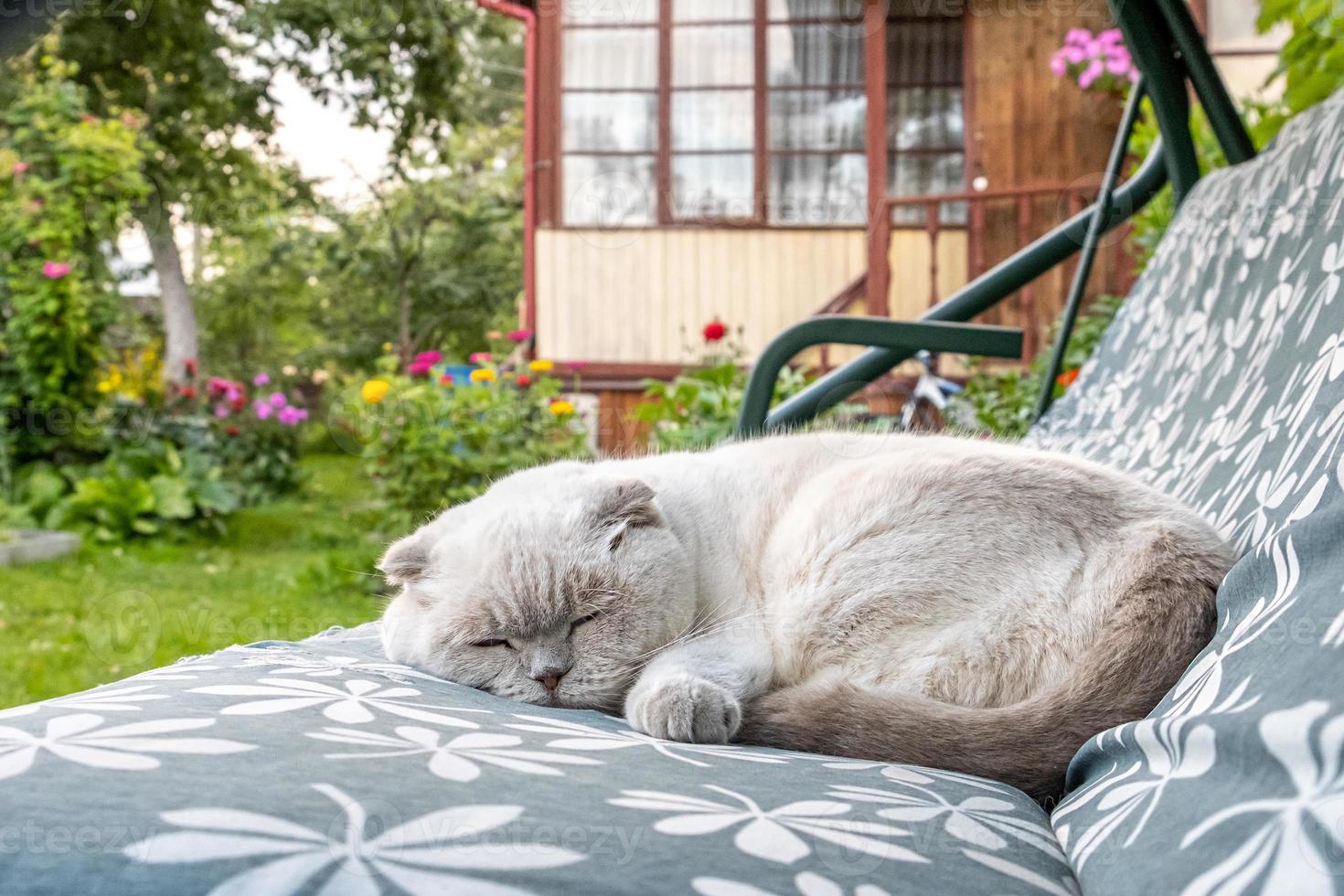 Funny short haired domestic white British cat sleeping on garden swing sofa. Kitten resting and relax in sun outdoors in backyard on summer day. Pet care and animals concept. photo