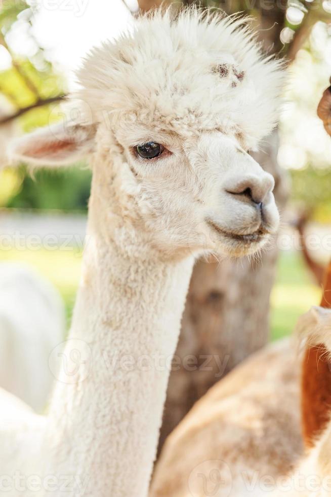 Cute alpaca with funny face relaxing on ranch in summer day. Domestic alpacas grazing on pasture in natural eco farm countryside background. Animal care and ecological farming concept photo