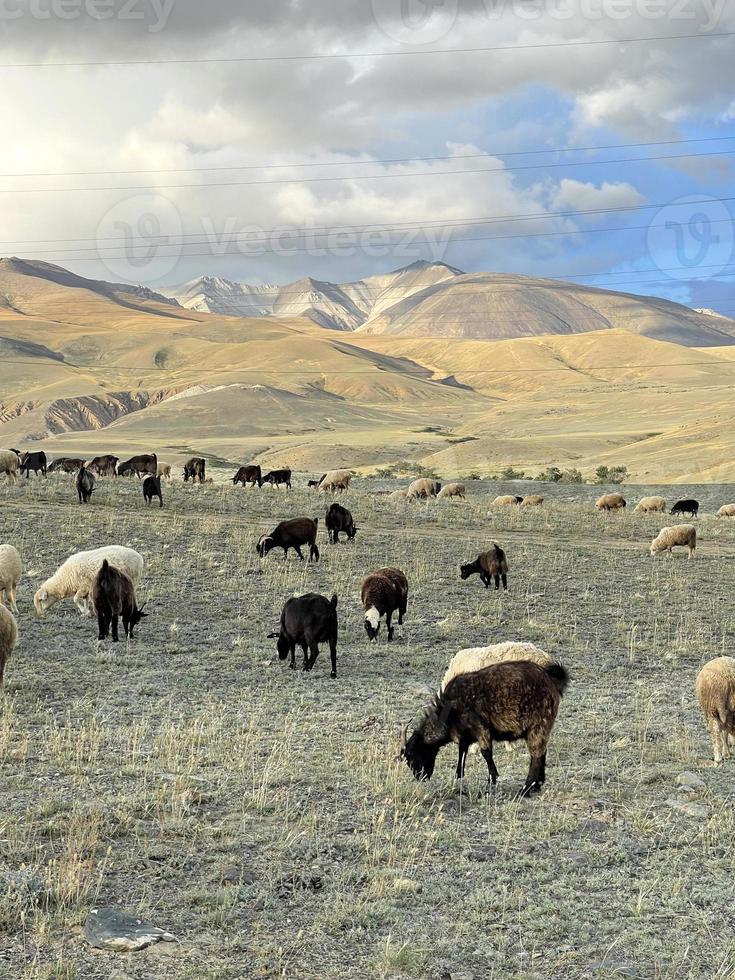 A flock of sheep grazing on a lawn in the mountains in autumn day photo